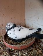 Jonge kleurpostduiven, Animaux & Accessoires, Oiseaux | Pigeons, Plusieurs animaux, Pigeon voyageur