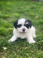 Havanezer pupjes bij ons geboren, Dieren en Toebehoren, België, Overige rassen, CDV (hondenziekte), 8 tot 15 weken