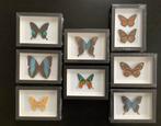 Nieuwe kaders met VLINDERS, Enlèvement, Neuf