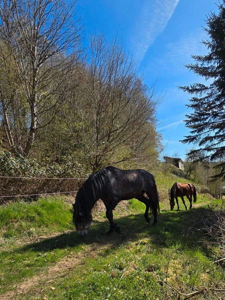 Dringend gezocht boerderij of hoevetje-fermette/ huis met we, Immo, Huizen te huur