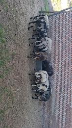 Raszuivere baggerbonte, Dieren en Toebehoren, Meerdere dieren, Schaap