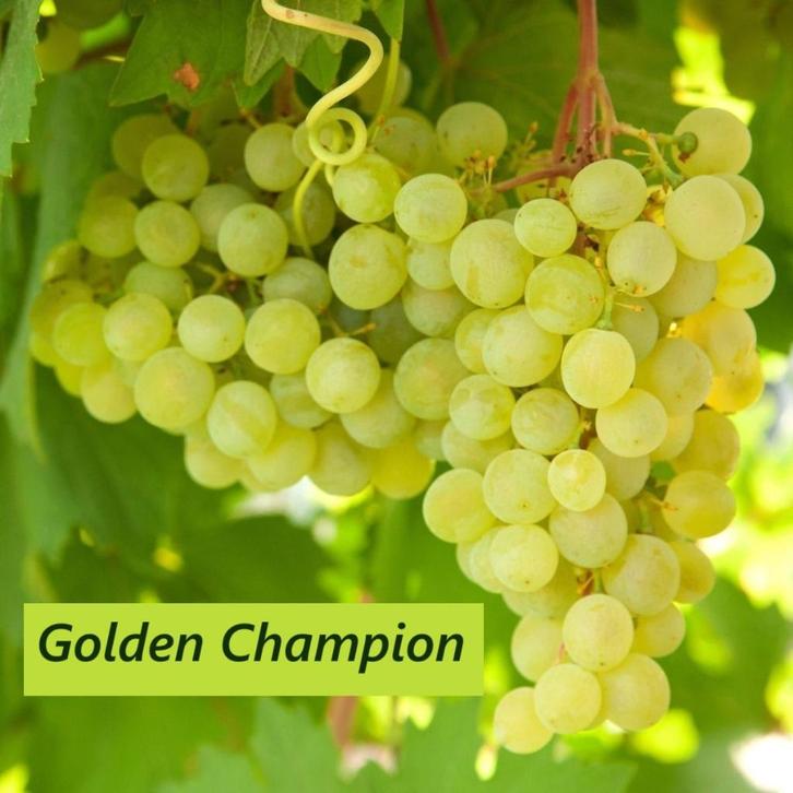 DRUIVENPLANTEN oa "CHAMPION", witte druiven,  12€/stuk, Tuin en Terras, Planten | Tuinplanten, Vaste plant, Fruitplanten, Volle zon