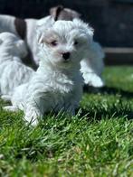 Mooie Maltezer pups, Dieren en Toebehoren, Honden | Jack Russells en Terriërs, België, Overige rassen, CDV (hondenziekte), 8 tot 15 weken