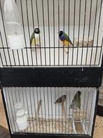 gouldamandines, Dieren en Toebehoren, Vogels | Overige Vogels, Meerdere dieren, Tropenvogel