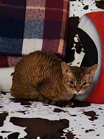 Devon-Rex, Dieren en Toebehoren, Katten en Kittens | Dekkaters, 3 tot 5 jaar