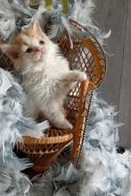 Schattige langhaar Selkirk Rex kittens, Meerdere dieren, Gechipt, 0 tot 2 jaar
