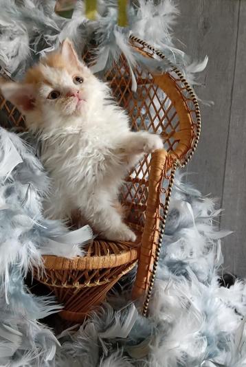 Schattige langhaar Selkirk Rex kittens beschikbaar voor biedingen