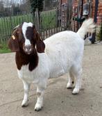 Mieke de chèvre Boer avec stud-book, Femelle, Chèvre, 0 à 2 ans