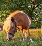 1,5 jarige shet merrie officieel gemeten 94 cm, Dieren en Toebehoren, Paarden, Merrie