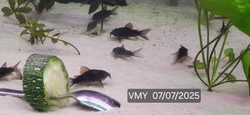 Osteogaster Schultzei sp. Black Corydorassen  beschikbaar voor biedingen