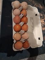 verse scharreleieren, Dieren en Toebehoren, Ophalen