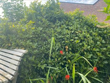 Gratis Struik beschikbaar voor biedingen