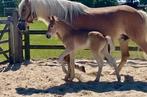 Haflinger, Dieren en Toebehoren, Hengst