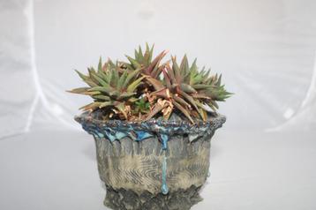 haworthiopsis attenuata beschikbaar voor biedingen