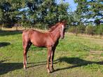 Merrieveulen: Mecenas x Floriscount x MatchoAA, Dieren en Toebehoren, Paarden, Merrie, Gechipt, 0 tot 2 jaar, 170 tot 175 cm