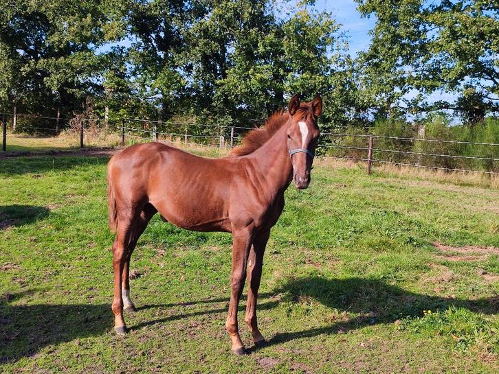 Merrieveulen: Mecenas x Floriscount x MatchoAA, Dieren en Toebehoren, Paarden, Merrie, Onbeleerd, 170 tot 175 cm, 0 tot 2 jaar