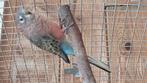 bourke wildkleur man  eventueel ruilen voor wildkleurpop, Dieren en Toebehoren