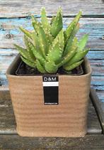 Plante d'aloès marron, cache-pot carré D&M Depot, Ombre partielle, En pot, Plante verte, Plante succulente