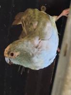 Kakariki epp, Mannelijk