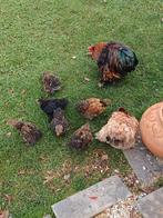 Cochin kriel, Dieren en Toebehoren, Pluimvee