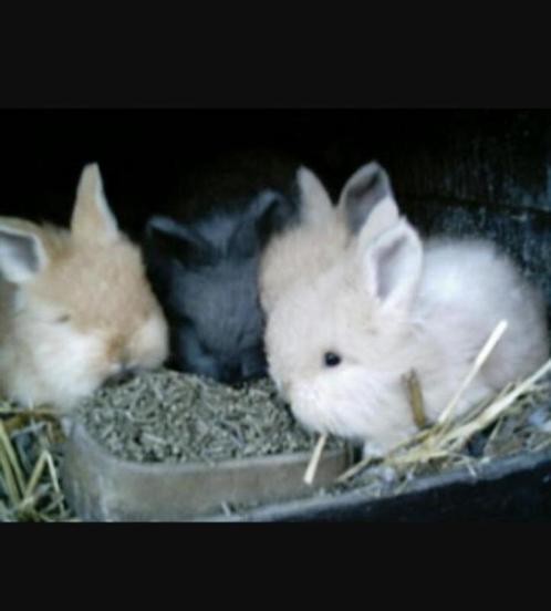schattige dwergkonijntjes konijnen dwergkonijnen, Dieren en Toebehoren, Konijnen, Dwerg, Meerdere dieren, 0 tot 2 jaar