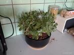 Plante verte intérieur crassula arbre de jade+ pot, Plante succulente, En pot, Moins de 100 cm, Enlèvement