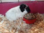 Cavia met kooi, Dieren en Toebehoren, Cavia