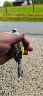 XL major bonte wildkleur pop 2025, Dieren en Toebehoren, Vrouwelijk, Wildzangvogel, Geringd