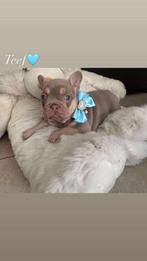 France buldog pups, Dieren en Toebehoren, Honden | Bulldogs, Pinschers en Molossers, België, Fokker | Hobbymatig, 8 tot 15 weken