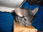 2 Chinchilla's vrouwtjes (met kooi), Dieren en Toebehoren, Knaagdieren, Chinchilla, Februari, Vrouwelijk, Tam