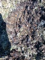 Compost, Tuin en Terras, Aarde en Mest, Ophalen, Compost