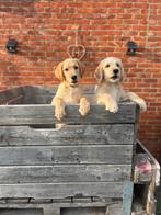 Nog 2 Prachtige Labradoodle Puppy’s, Dieren en Toebehoren, Honden | Retrievers, Spaniëls en Waterhonden, België, Fokker | Hobbymatig