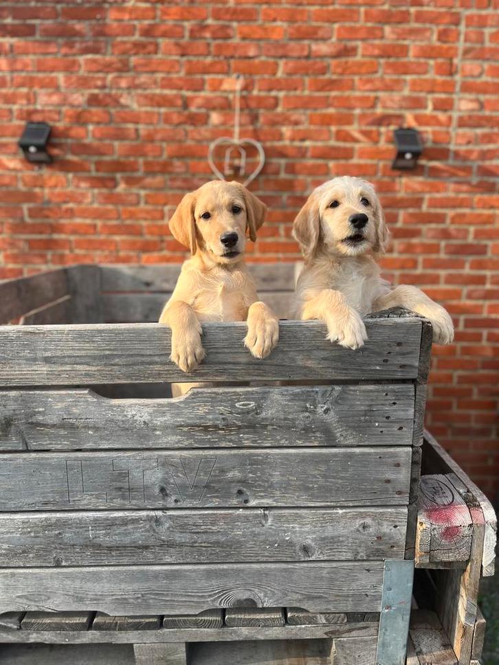 Nog 2 Prachtige Labradoodle Puppy’s, Dieren en Toebehoren, Honden | Retrievers, Spaniëls en Waterhonden, Overige rassen, Fokker | Hobbymatig