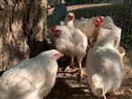 Slachtkippen, Dieren en Toebehoren, Pluimvee, Kip