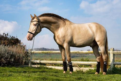 Étalon PRE pour couverture, Animaux & Accessoires, Chevaux & Poneys | Étalons & Juments poulinières, Étalon