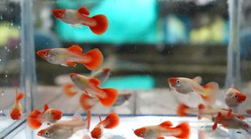 Kohaku Koi Platina showguppy - pure line! beschikbaar voor biedingen