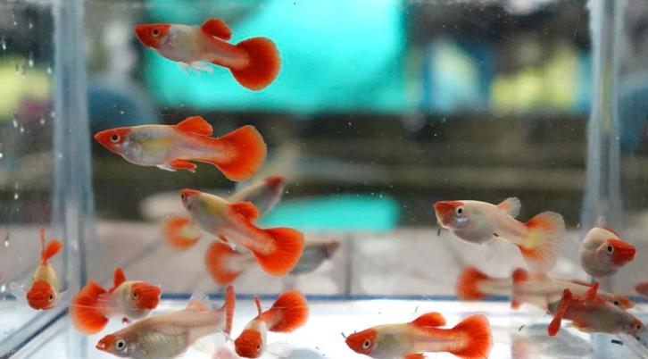 Kohaku Koi Platina showguppy - pure line!, Dieren en Toebehoren, Vissen | Aquariumvissen, Zoetwatervis, Vis, Schoolvis