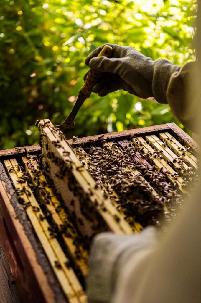 Bijenvolken, Dieren en Toebehoren, Insecten en Spinnen