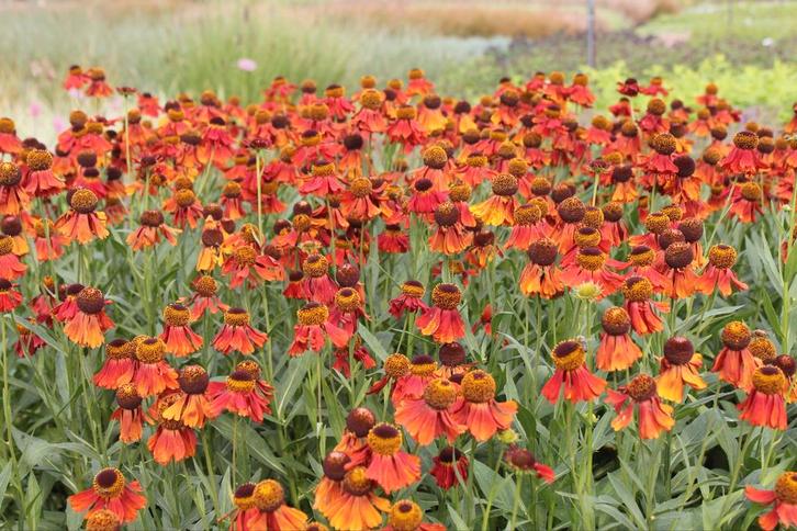 Helenium moerheim beauty, Tuin en Terras, Planten | Tuinplanten, Ophalen