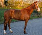 Allround gelding for sale, Springpaard, Ruin, L, Gechipt