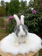 Duotse reus ram, Mannelijk, Groot, 0 tot 2 jaar
