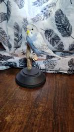Oiseau taxidermie, Verzamelen, Dierenverzamelingen, Ophalen of Verzenden, Zo goed als nieuw