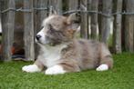 Prachtige Welsh corgi cardigan pups, Dieren en Toebehoren, België, Overige rassen, CDV (hondenziekte), 8 tot 15 weken