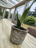 Sanseveria moonshine kamerplanten, Huis en Inrichting, Kamerplanten, Verzenden, In pot