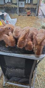 Fauve de bourgogne mâles, Dieren en Toebehoren, Konijnen