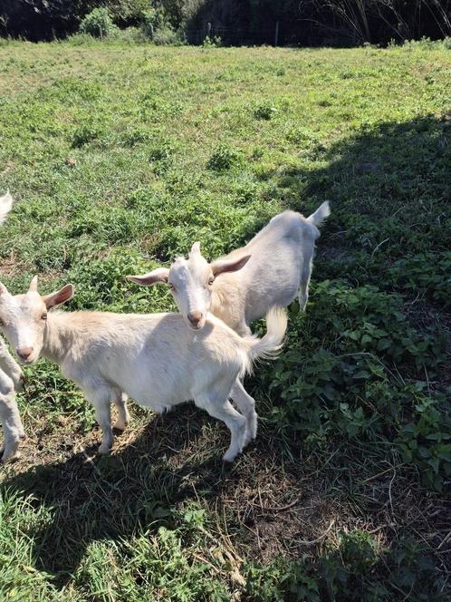 Saanen Melkgeitjes - bokje en geitje, Dieren en Toebehoren, Schapen, Geiten en Varkens, Geit, Meerdere dieren, 0 tot 2 jaar