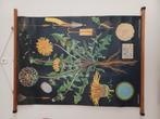 School poster / school plaat van paardebloem, Antiek en Kunst, Antiek | Schoolplaten, Ophalen