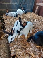 8 vlinderkonijnen, Meerdere dieren, Middelgroot, 0 tot 2 jaar