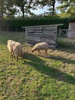 Houtlandschaap ooi lam, Dieren en Toebehoren, Schapen, Geiten en Varkens, Vrouwelijk, Schaap, 0 tot 2 jaar