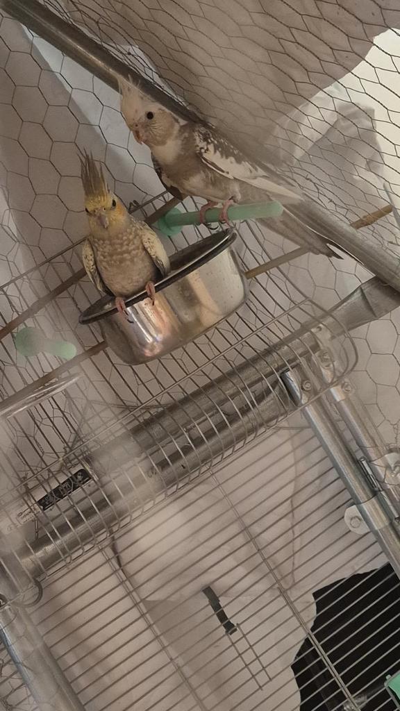 Koppel valkparkieten, Dieren en Toebehoren, Vogels | Kanaries